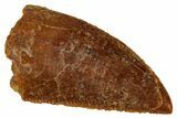 Serrated Raptor Tooth - Real Dinosaur Tooth #333382-1